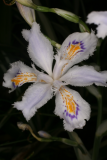 Iris japonica 'Variegata' RCP4-09 1283.jpg